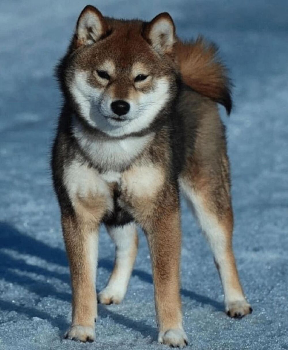   Shiba Inu LOF d'exception – Prestigieuses origines japonaises – Hautes lignées – Beauté, caractère et qualité 