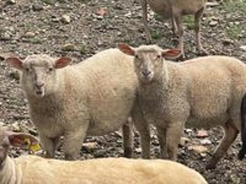   4 mouton 