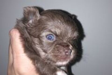   chihuahua merle chiot 