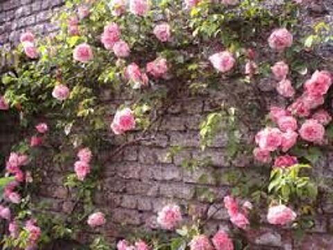 2 plants de rosier grimpant rose 3 Dgagnac (46)