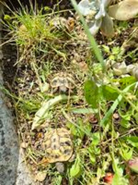   Tortue de terre  
