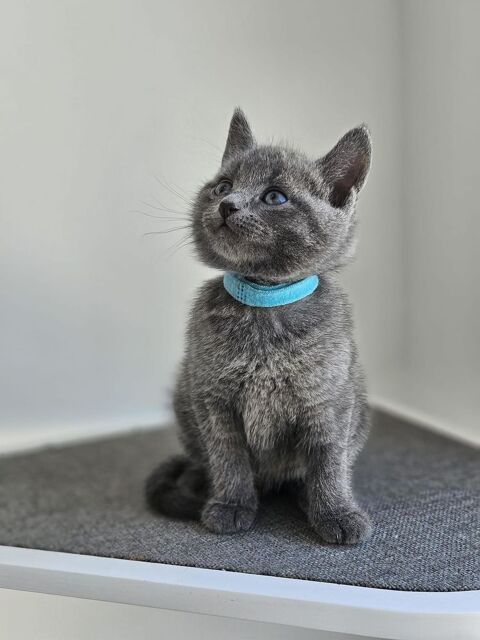 Chatons bleu russe à réserver 1500 78250 Hardricourt