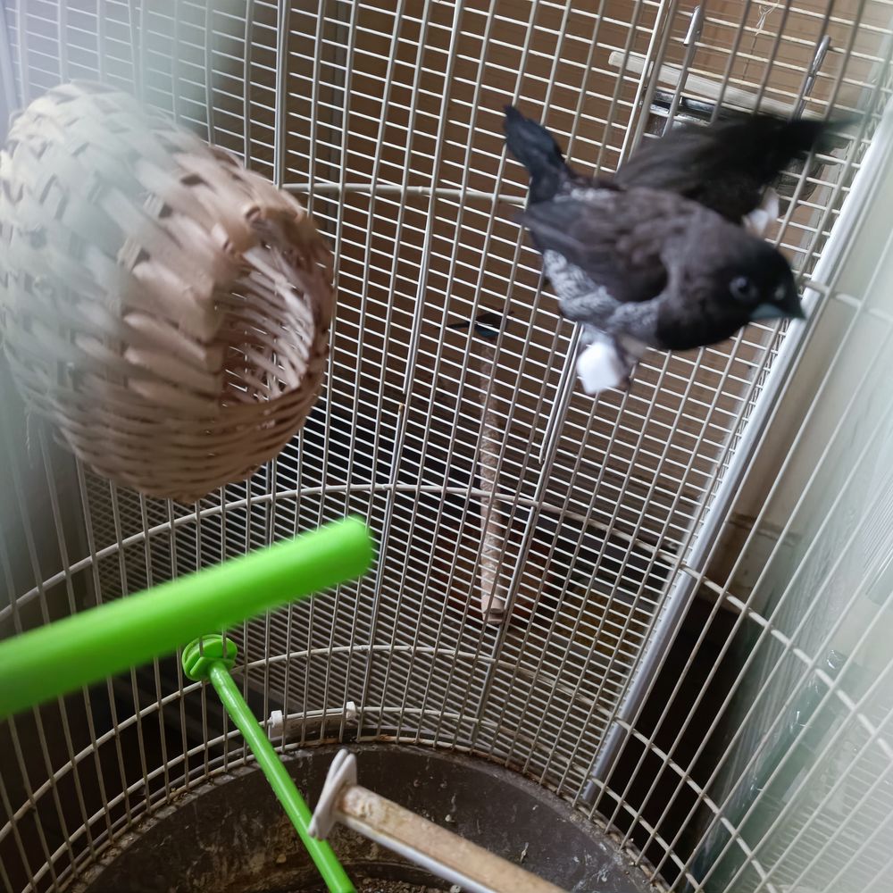   couple de moineau du Japon 
