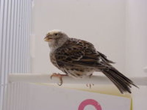   Femelle canari portugais grise - 2024 