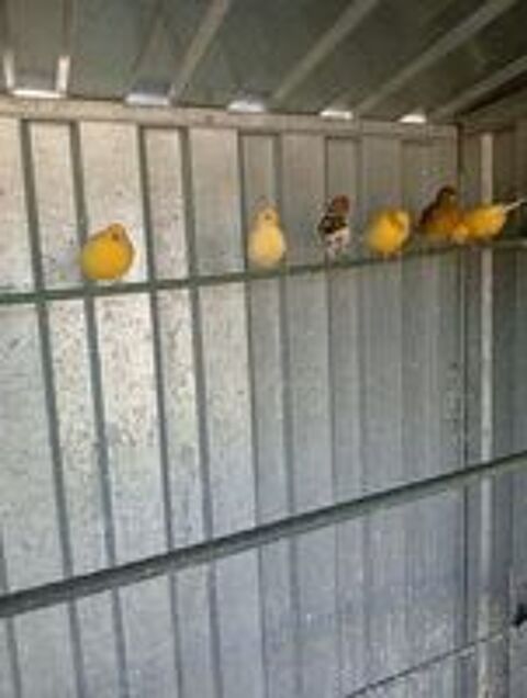   Canari posture  