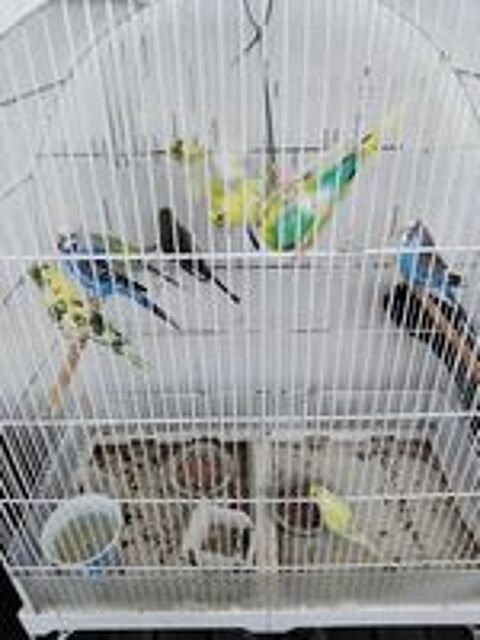   oiseaux perruche 