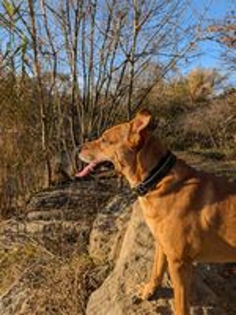   Donne chiens contre bon soin  