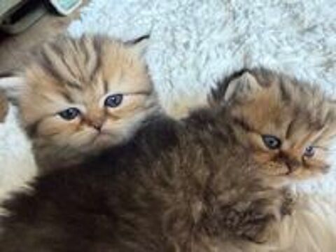   a reserver chaton persan loof  