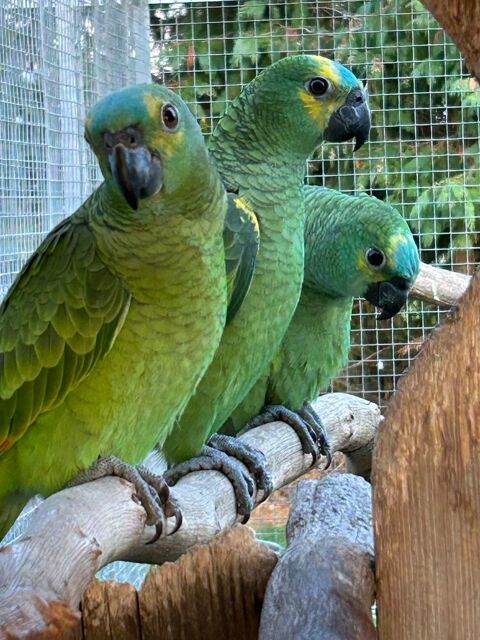 Amazone à front bleu 600 72610 Aronnay