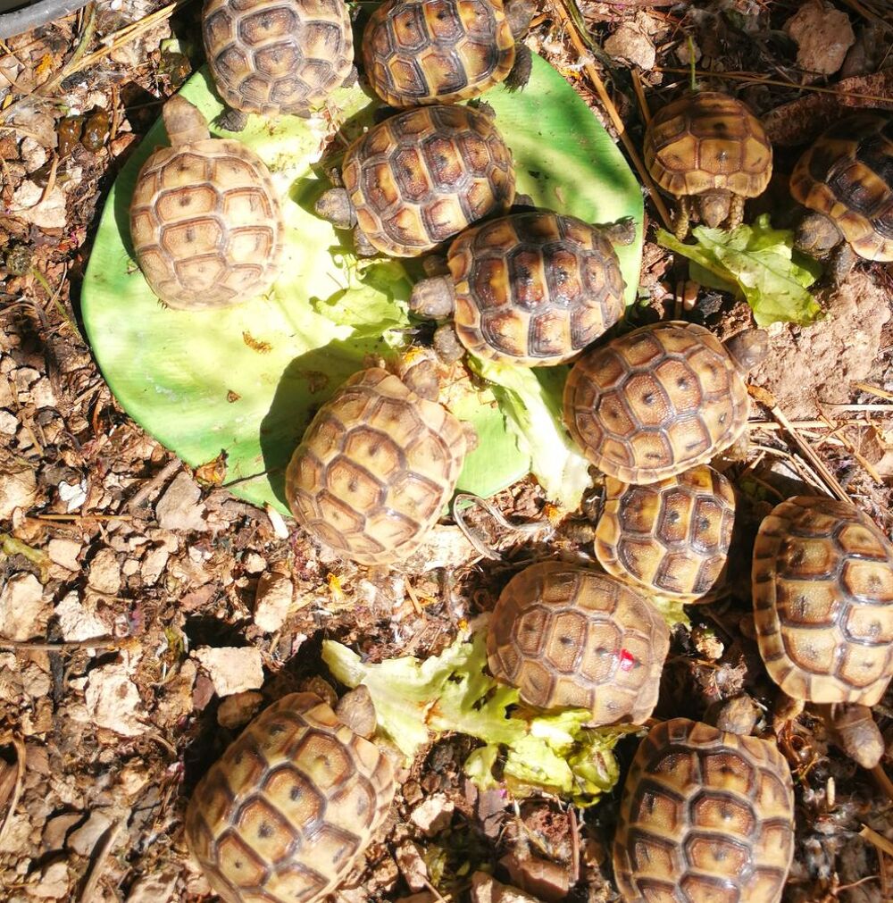   Bb tortues  