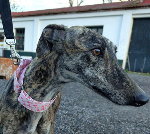 CARIDAD un vrai BIJOU 🩷 petite galga parfaite , grand bonheur qui vous attend� 315 24140 Douville