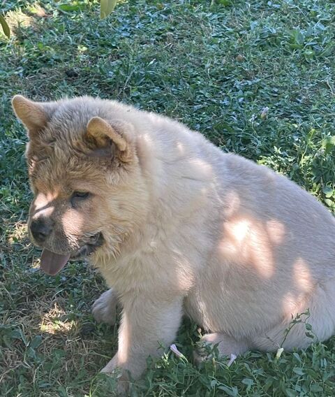  &Agrave; SAISIR BB CHOW CHOW M&Acirc;LE POIL COURT CINAMON LOF 1000 49150 Baugé
