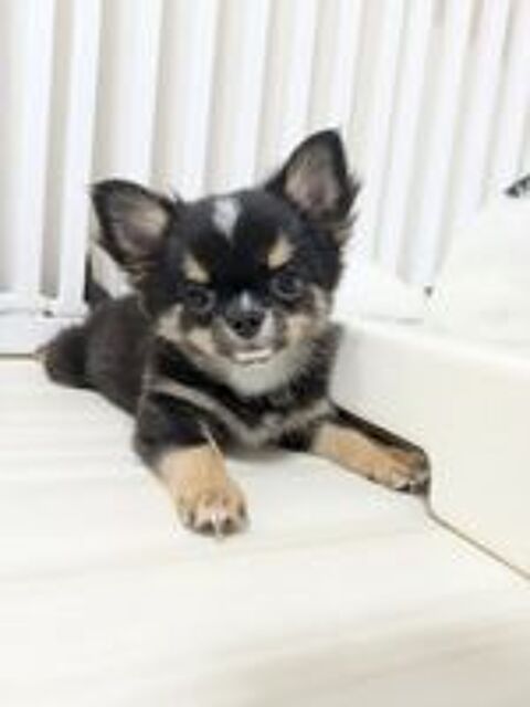   Magnifiques chiots Chihuahua Long poils  