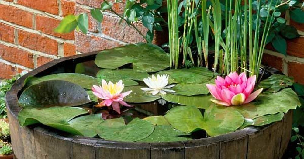 Lotus aquatiques Décoration