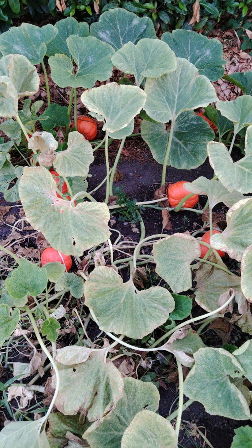potimarrons Jardin