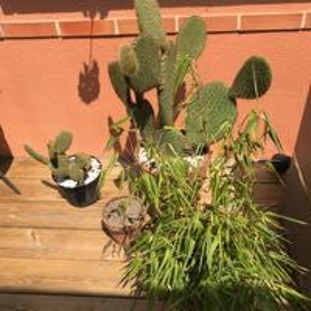 plantes Jardin