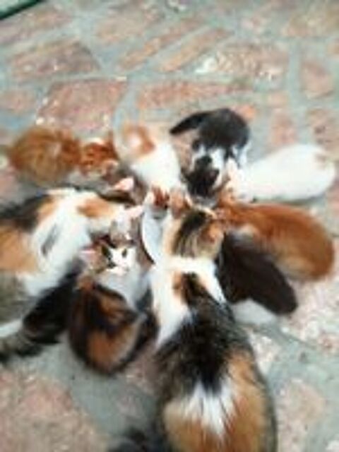   Donnes six chatons contre bon soins 