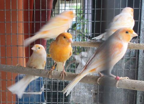 canaris m&acirc;les 20 31450 Bazi�ge