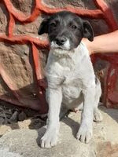   LUKY MALE NON CASTRE 6 MOIS A SAUVER DE ROUMANIE  