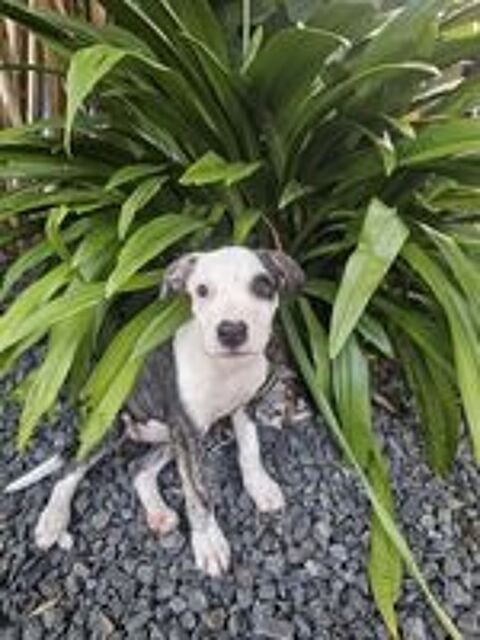   Tequila, Mâle, X Berger, né le 24/04/2026 🐶 