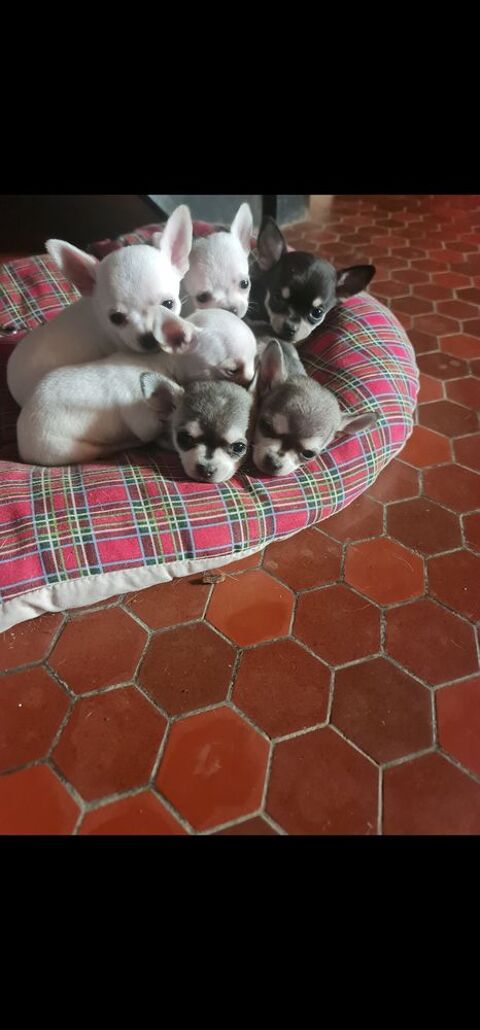 Reste 2 chihuahua &agrave; r&eacute;serv&eacute; don 0 11390 Les martys
