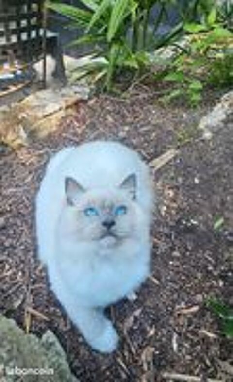   Magnifique RAGDOLL Loof pour levage 