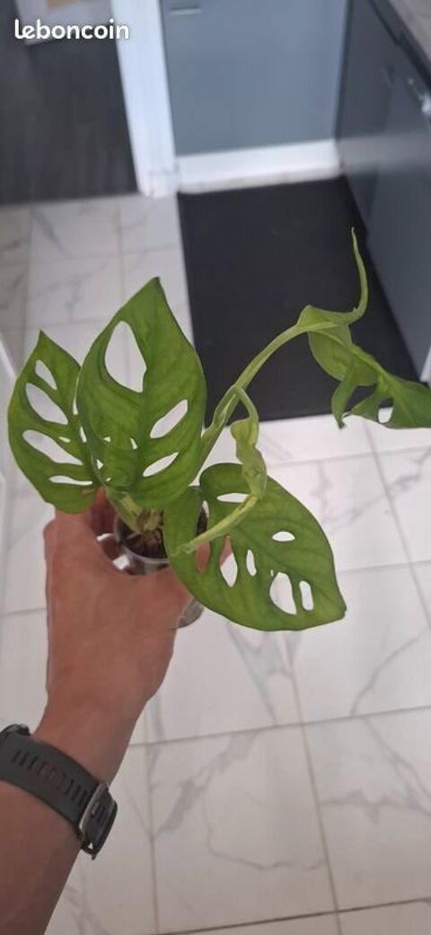 Monstera adansonii bouture 30 Clermont-Ferrand (63)