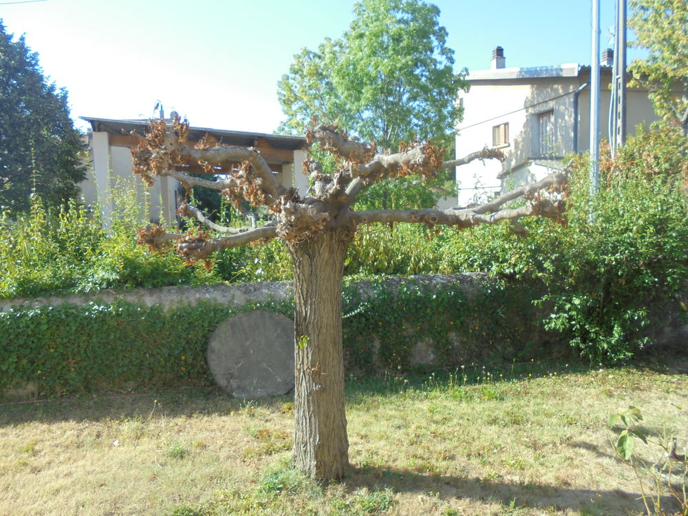 bois de de cauffage Jardin