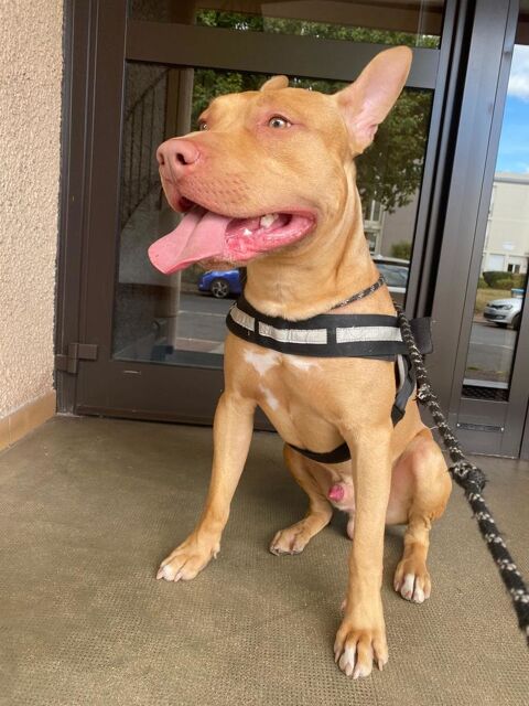 Chien à adopter dans le val d'oise 0 95130 Franconville