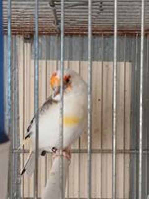   Canaris mutation panacher baguer 