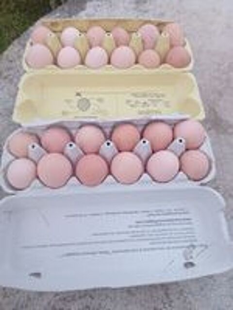   oeufs de poules  