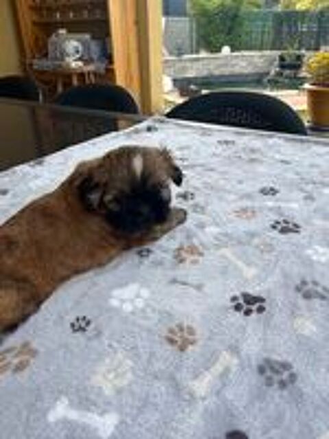   Magnifique chiot SHIH TZU  