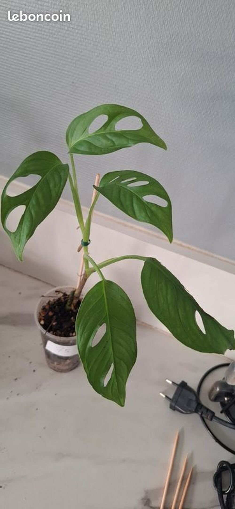 Monstera adansonii bouture 75 Décoration