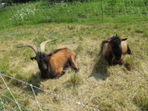   jeune bouc alpin 