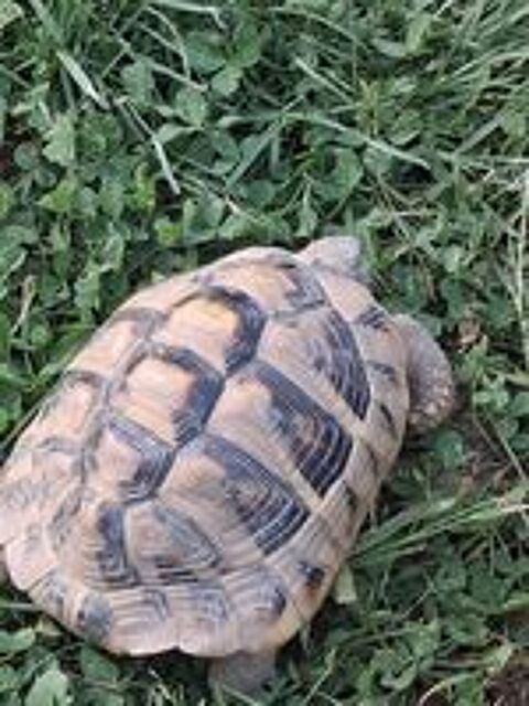   TORTUE MALE 