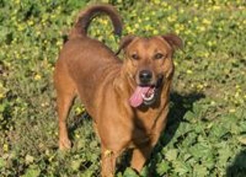   TAYSON 