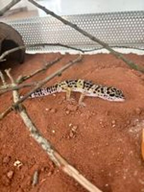   Gecko leopard 