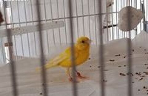   Perdu 2 poiseaux 
1 canari nain jaune bague rouge et 1 Gould 
