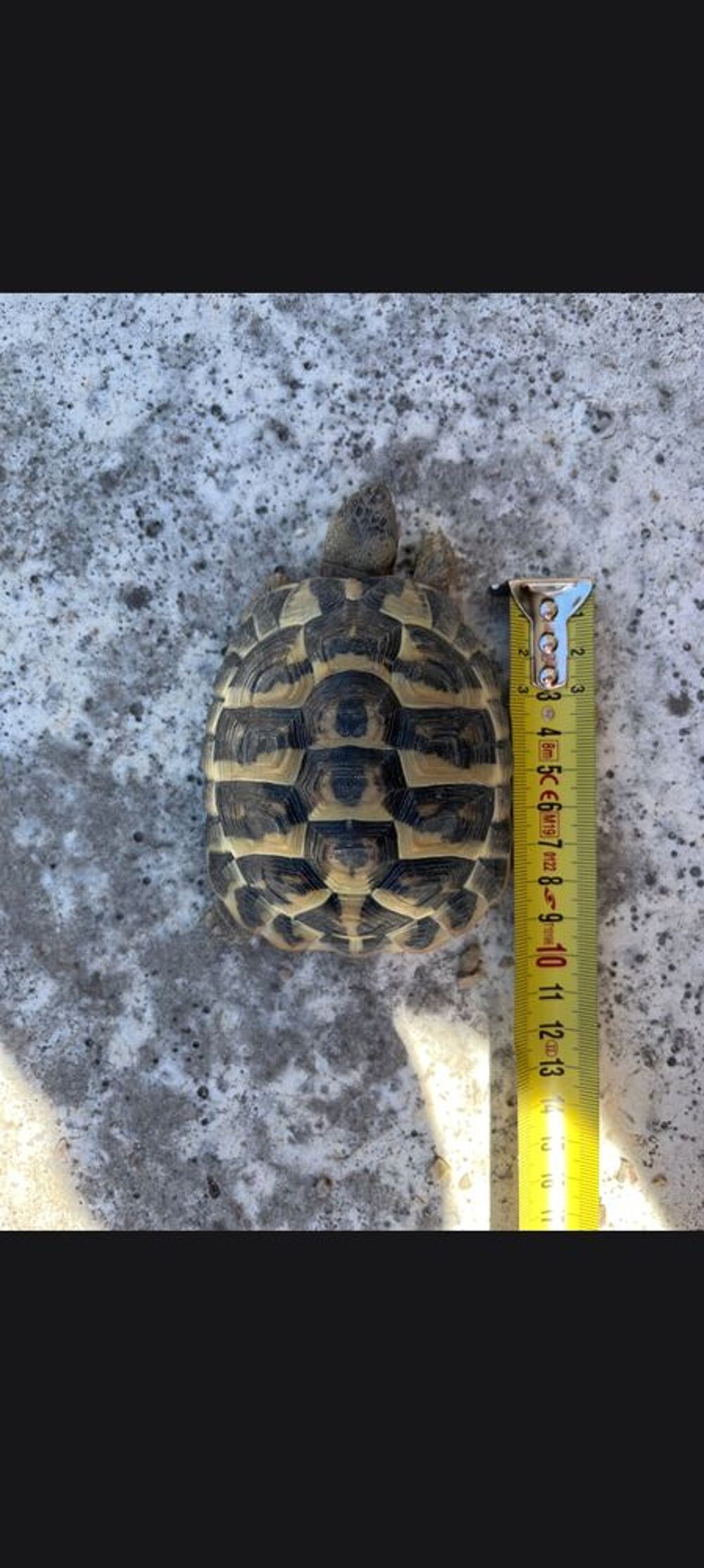   Tortue de terre de 5/6 ans femelle  