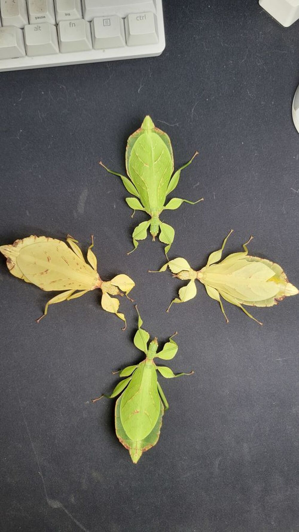  Phyllium leritanti 
