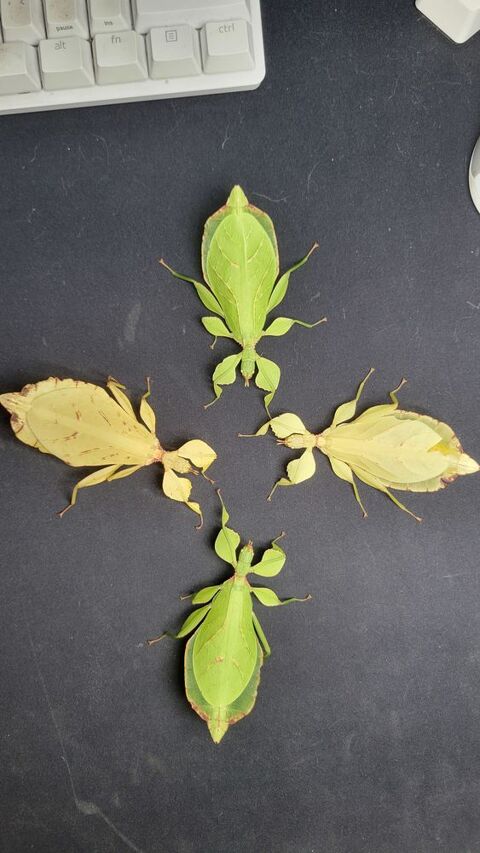 Phyllium leritanti 10 78730 Saint-arnoult-en-yvelines