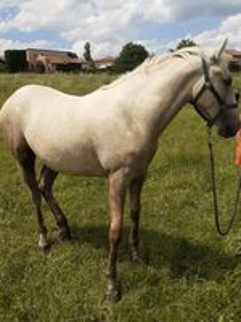   poulain 