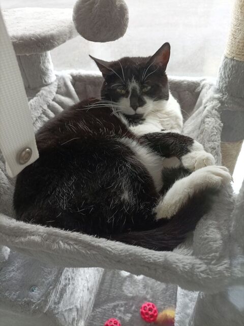 Adorables chat a adopter 0 62138 Billy-berclau