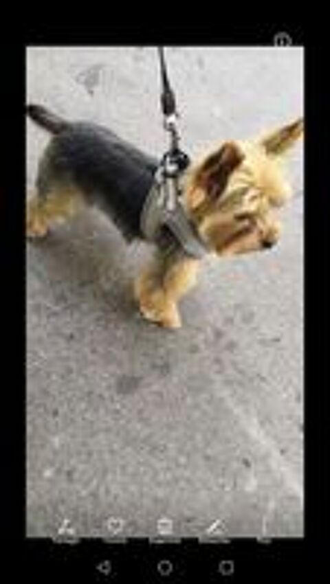   Cherche Yorkshire femelle pour saillie 