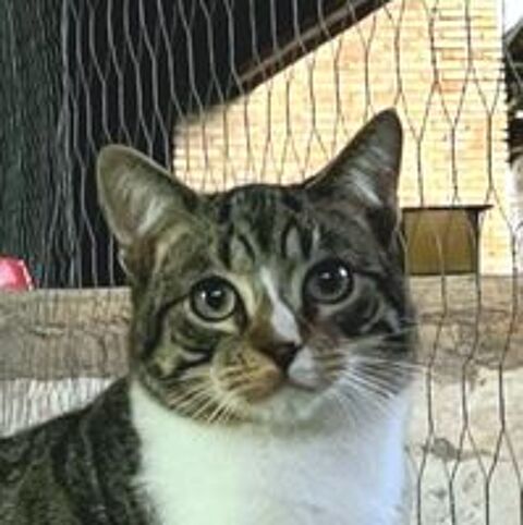   TOM 