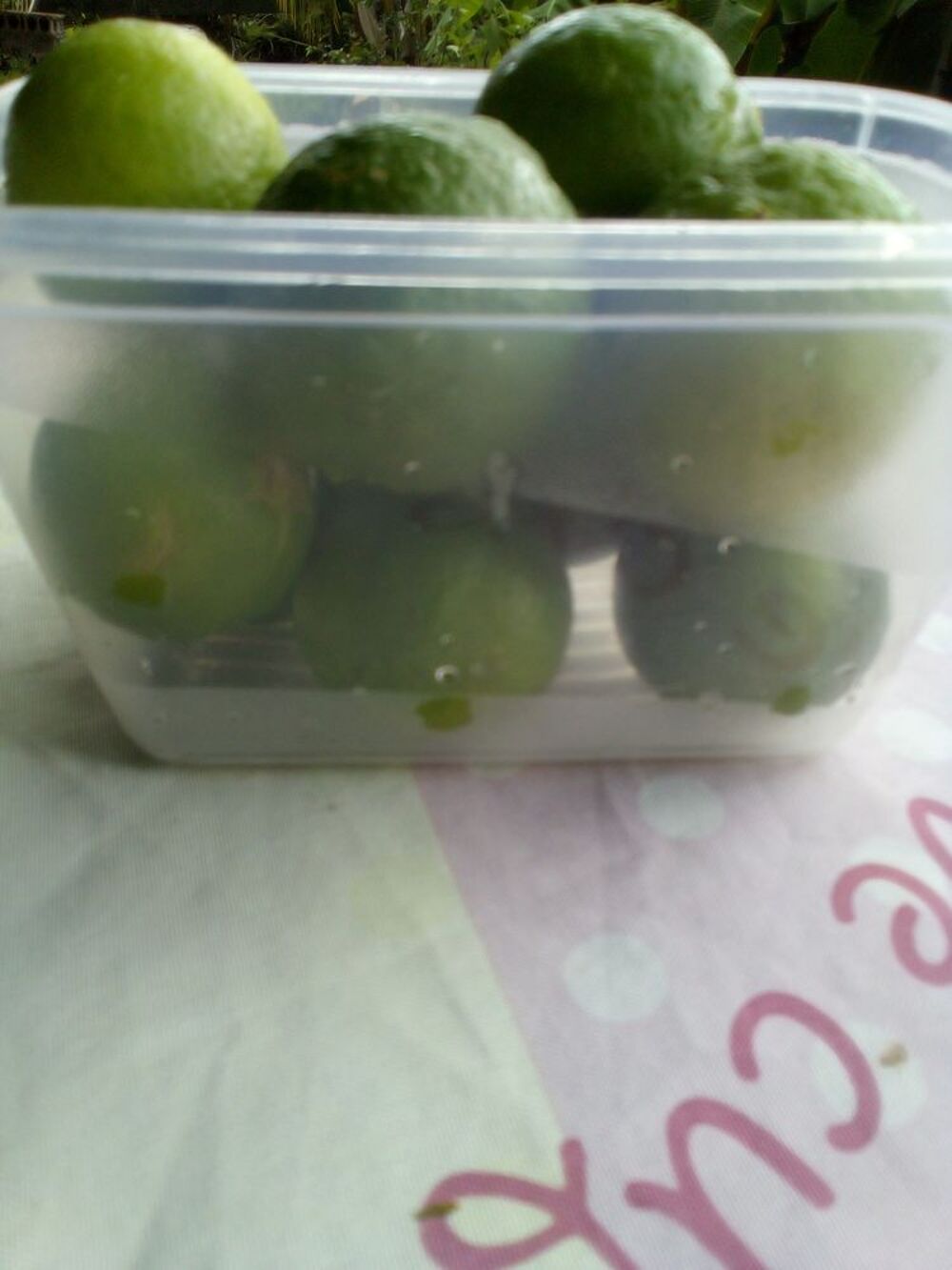 Plantes , Fruits ,et plans d'arbres fruitiers Jardin