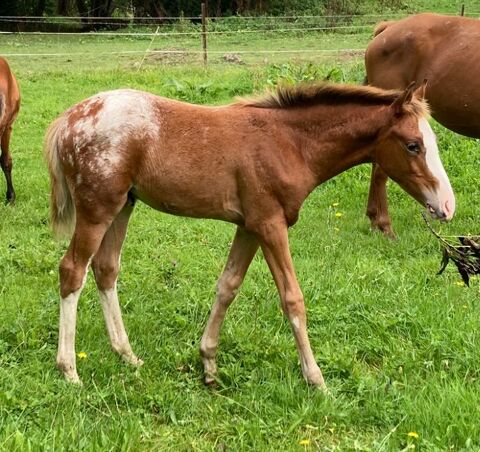 M&acirc;le DSA de couleur 3500 14500 Vire