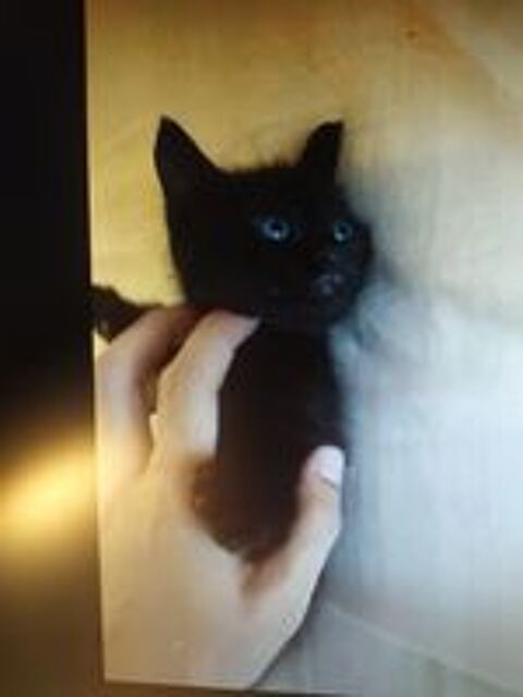   ADORABLES CHATONS MALES HABITUES AUX ENFANTS SEVRES ET VERMI 