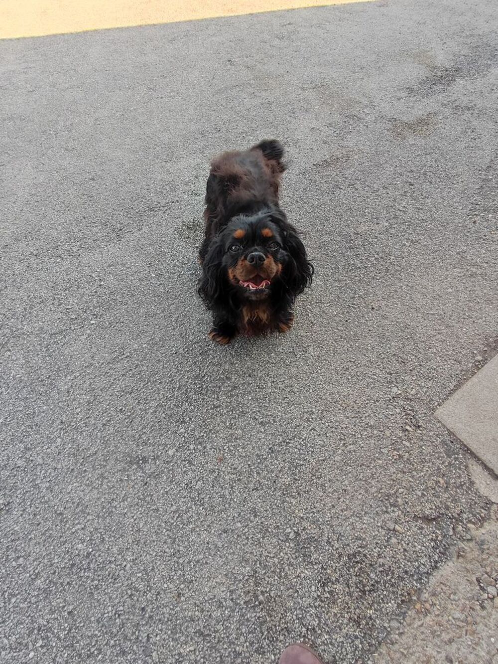   Mâle Cavalier King Charles 