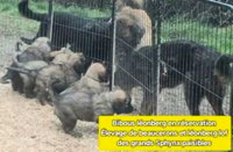   CHIOTS LEONBERG LOF 1800 € 